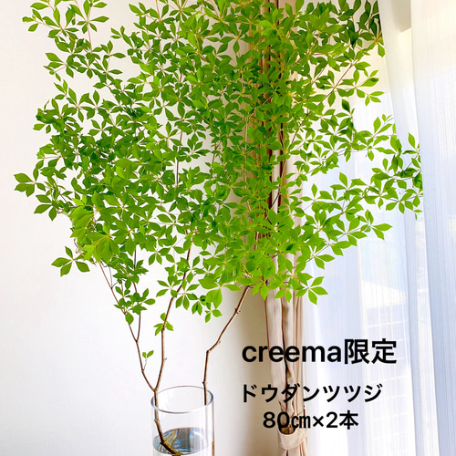 イチゴ大好き様。山採りドウダンツツジ。 イチゴ大好き様。山採りドウダンツツジ。