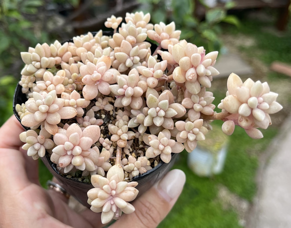 SOLD 姫秋麗 抜き苗 名前付き 多肉植物 〜Green〜多肉畑〜 通販 