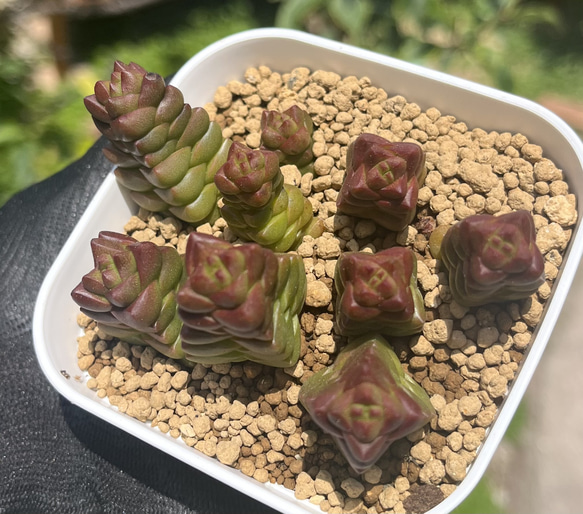 SOLD マーメイド クラッスラ 厳選韓国苗 名前付き 多肉植物 〜Green