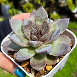 e179915746323382e29260fb778f49