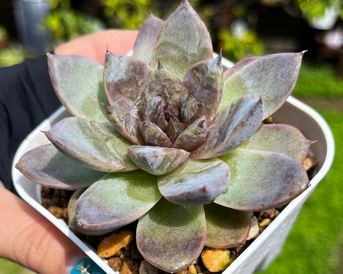 e179915746323382e29260fb778f49