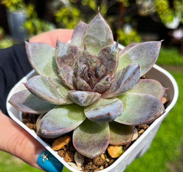 ホワイトソウル 厳選韓国苗 ネームタグ付き 多肉植物 〜Green〜多肉畑