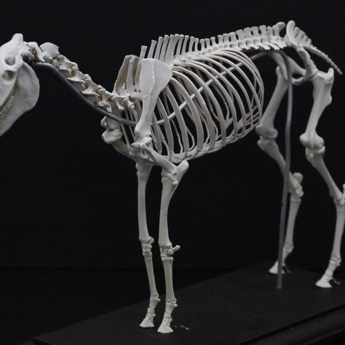 受注生産】ウマ 縮小全身骨格レプリカ 1/10スケール その他置物 受注生産】ウマ 縮小全身骨格レプリカ 1/10スケール その他置物