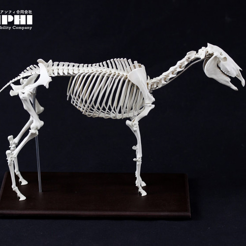 受注生産】ウマ 縮小全身骨格レプリカ 1/10スケール その他置物