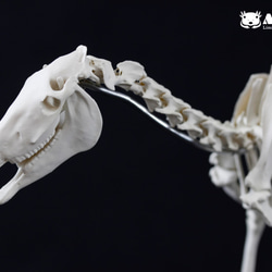 受注生産】ウマ 縮小全身骨格レプリカ 1/10スケール その他置物