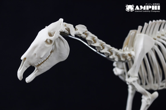 ウマ　頭骨　骨格標本 ウマ頭蓋骨模型 BCBC125｜動物骨格模型