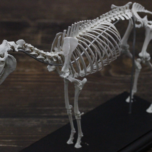 受注生産】ウマ 縮小全身骨格レプリカ 1/10スケール その他置物 受注生産】ウマ 縮小全身骨格レプリカ 1/10スケール その他置物