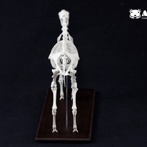 骨格出品 受注生産】ステゴサウルス 縮小全身骨格レプリカ 1/20スケール