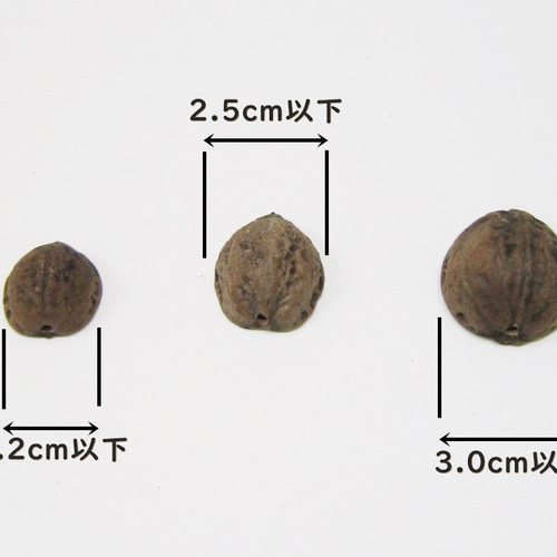 クルミの殻(穴あき2mm)・5個】半割り・アクセサリーや小物 クルミの殻(穴あき2mm)・5個】半割り・アクセサリーや小物