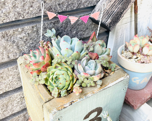 多肉植物寄せ植えに No.20 ガーデンピック 羨ましい 多肉植物寄せ植えに No.20 ガーデンピック 羨ましい