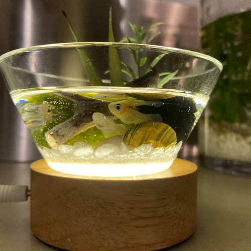 Biotope〜3匹のメダカとシマシマ石のビオトープ・小物トレー