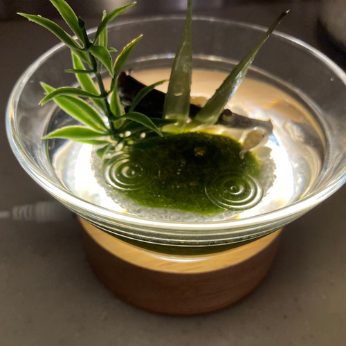 置物 PLANT BIOTOPE sddefault.jpg