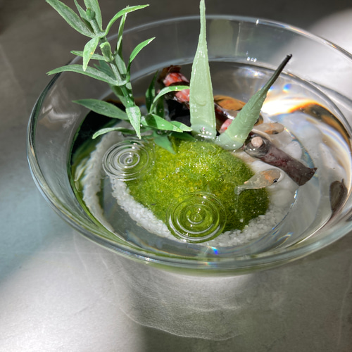 置物 PLANT BIOTOPE I tried making a biotope using unsold water lily pots from