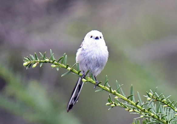 ５０×４０×マチ１０ＹＵＷＡハーフリネンの特大バッグ　お布団バッグ　おしゃれ　モダン♡　森と小鳥　入園★入学 7枚目の画像