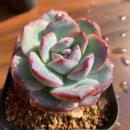 593.多肉植物 寄せ植え エケベリア属 雪夜（単） 新品種 抜き苗 アート