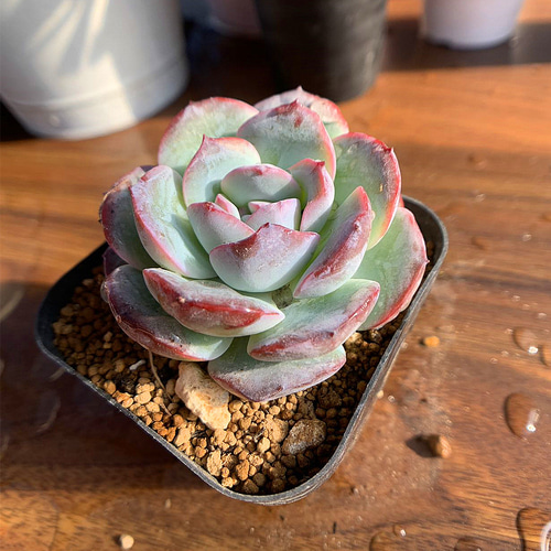 593.多肉植物 寄せ植え エケベリア属 雪夜（単） 新品種 抜き苗 アート