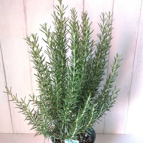 ローズマリー　ハーブ　マリンブルー　5号　香り高い観葉植物　ボリュウーム◎　ギフト　プレゼント 10枚目の画像