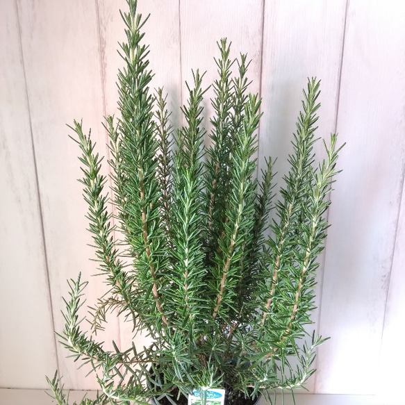 ローズマリー　ハーブ　マリンブルー　5号　香り高い観葉植物　ボリュウーム◎　ギフト　プレゼント 7枚目の画像