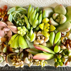 多肉植物 朧月 カット苗10個 多肉植物 pekipeki 通販 16796161