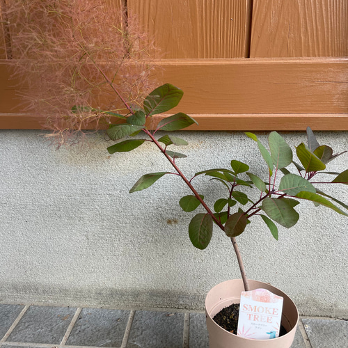 スモークツリー 大苗 雌株 花付き ふわふわ 苗 ピンク 紫 希少 レア