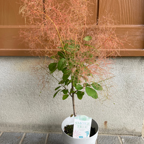 スモークツリー 大苗 雌株 花付き ふわふわ 苗 ピンク 紫 希少 レア