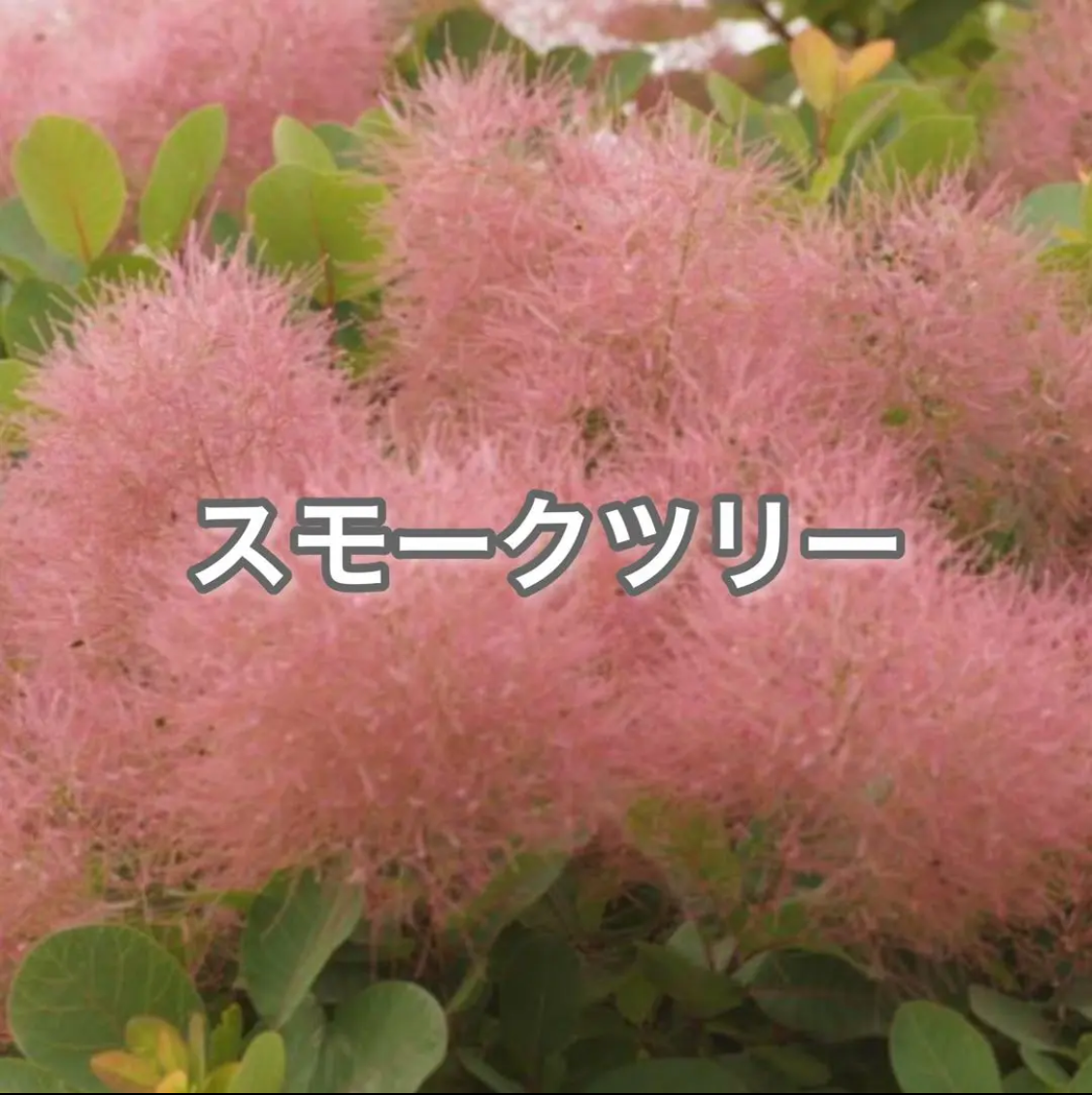 スモークツリー　ピンク花　送料込み価格 スモークツリー ピンクパール 苗 販売 苗木部 By 花ひろばオンライン