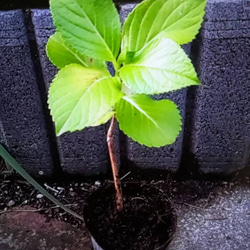 石化八重紫陽花 江戸時代から続く古典的紫陽花 2枚目の画像