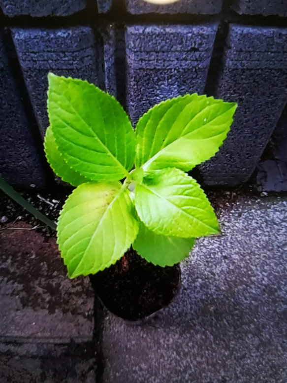 石化八重紫陽花 江戸時代から続く古典的紫陽花 3枚目の画像