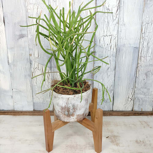 観葉植物　ミルクブッシュ 楽天市場】観葉植物 ミルクブッシュ 多肉 おしゃれ 4号 本物