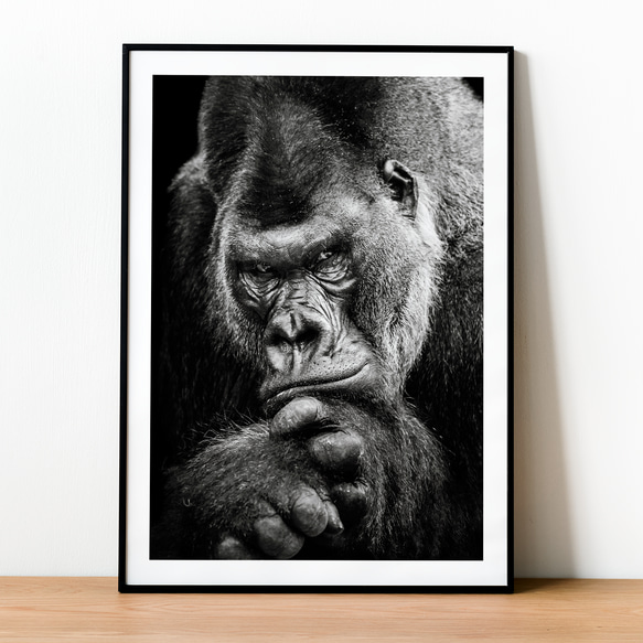 インパクト ゴリラ モノトーン lowland gorilla / インテリアポスター 海外アート / 4925 7枚目の画像
