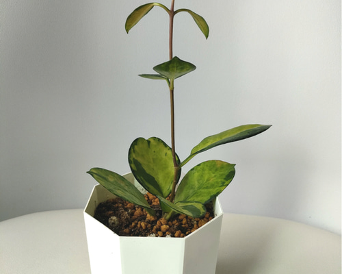 ホヤオーストラリスリサ　Hoya Australis Lisa　希少 抜き苗 ⑥ ホヤオーストラリスリサ Hoya Australis Lisa 希少 抜き苗 ⑥