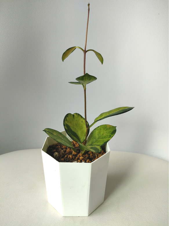 オーストラリスリサ ホヤ 多肉植物 L'Atelier 通販 15944664｜Creema