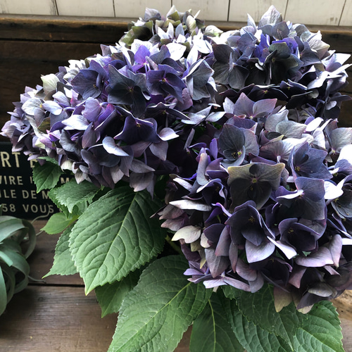 ディープパープル♡アジサイ♡秋色アジサイにも♡ガーデニング アート