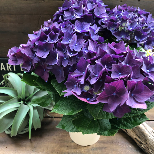 ディープパープル♡アジサイ♡秋色アジサイにも♡ガーデニング アート