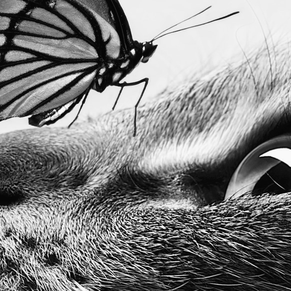 キュート ネコと蝶々 モノトーン  / インテリアポスター 海外アート / 4926 8枚目の画像