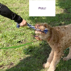 【半額セール】犬のおもちゃ・ループ型・ロープトイ・ドッグトイ・かみかみおもちゃ・犬用ギフト/ 耐久性ニット 17枚目の画像