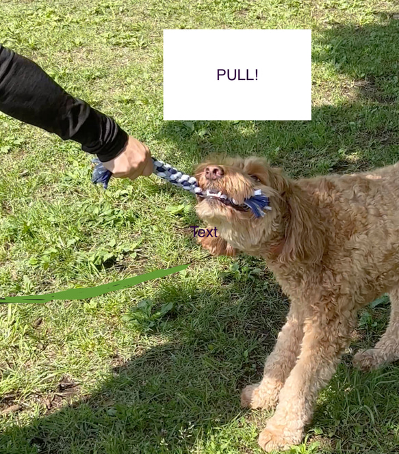 【半額セール】犬のおもちゃ・ループ型・ロープトイ・ドッグトイ・かみかみおもちゃ・犬用ギフト/ 耐久性ニット 17枚目の画像