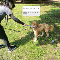 【半額セール】犬のおもちゃ・ループ型・ロープトイ・ドッグトイ・かみかみおもちゃ・犬用ギフト/ 耐久性ニット 2枚目の画像