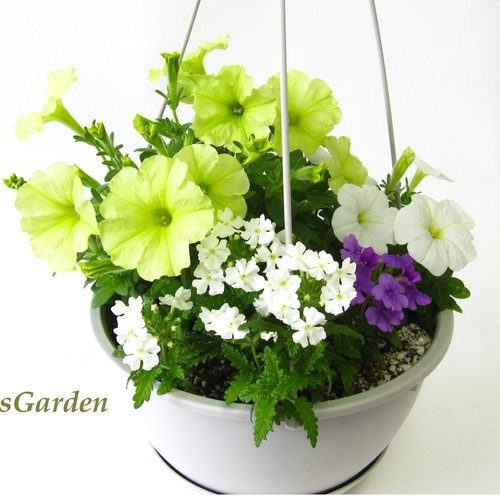 ペチュニア2種＆バーベナ2色の寄せ植え♥吊り鉢仕立て☆暑さに強い