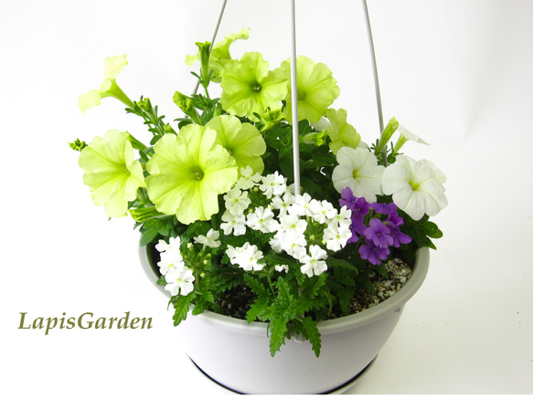 ペチュニア2種＆バーベナ2色の寄せ植え♥吊り鉢仕立て☆暑さに強い