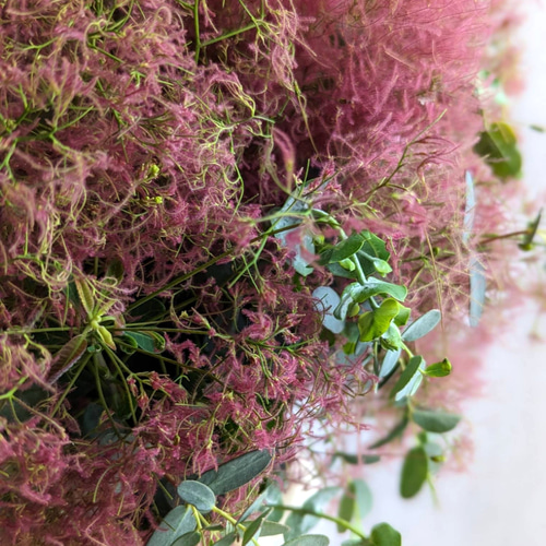 予約販売】【早割】レッドのスモークツリーとグリーンユーカリのドライ