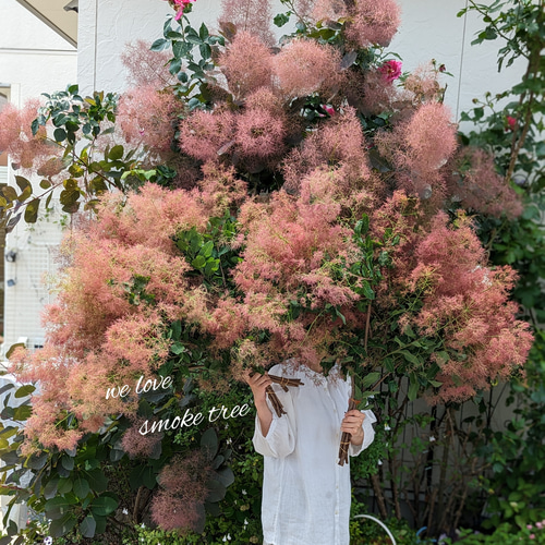 予約販売】【早割】レッドのスモークツリーとグリーンユーカリの