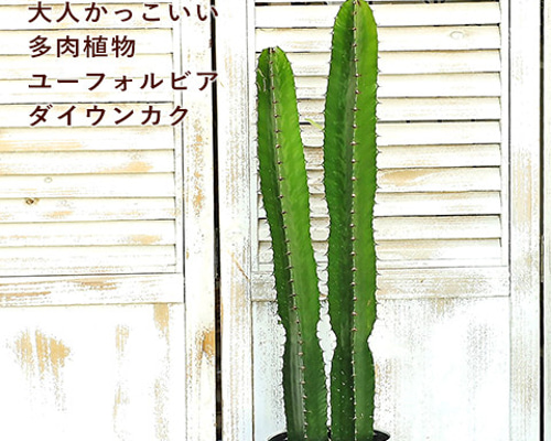 送料無料 多肉植物 ユーフォルビア 大雲閣 ダイウンカク 5号
