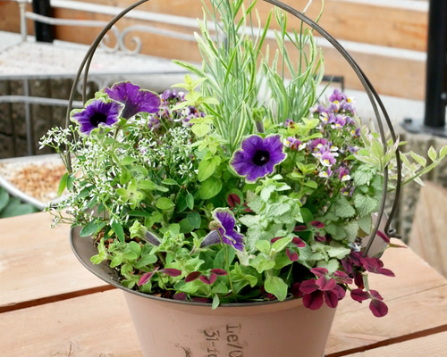 斑入りラベンダーとペチュニアマサキ 大人気のお花たちの寄せ植え