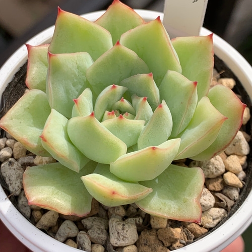 レア品種！☆織姫 多肉植物 自家栽培 国産 多肉植物 美✴︎taniku 通販 