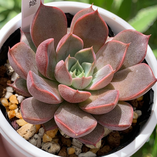 人気レア品種！☆トマト姫 多肉植物 自家栽培 国産（8/26再販） 多肉