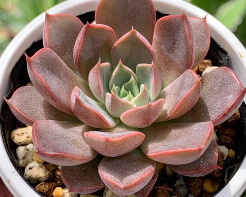 人気レア品種！☆トマト姫 多肉植物 自家栽培 国産（8/26再販） 多肉