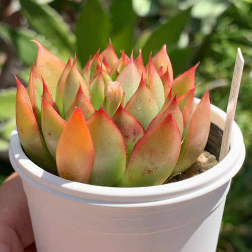 優木園苗@1980】ダークパメラ×シムランスラグナサンチェス