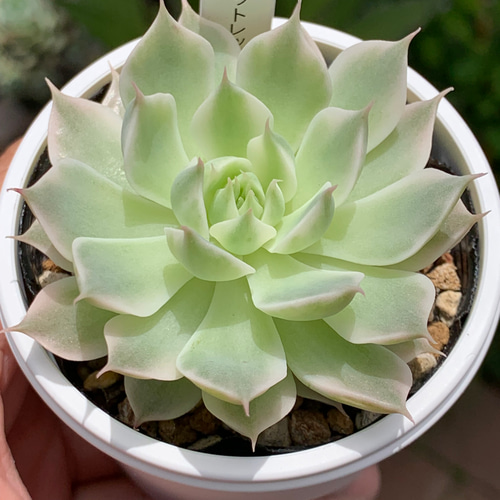 レア品種！☆マーガレットレッピン錦 多肉植物 自家栽培 国産 多肉植物