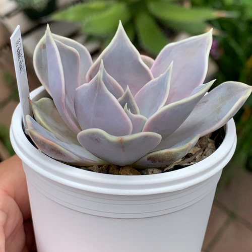 147.多肉植物 藤紫 800円 【抜き苗】 人気品種！☆藤紫 多肉植物 自家栽培 国産 多肉植物 美